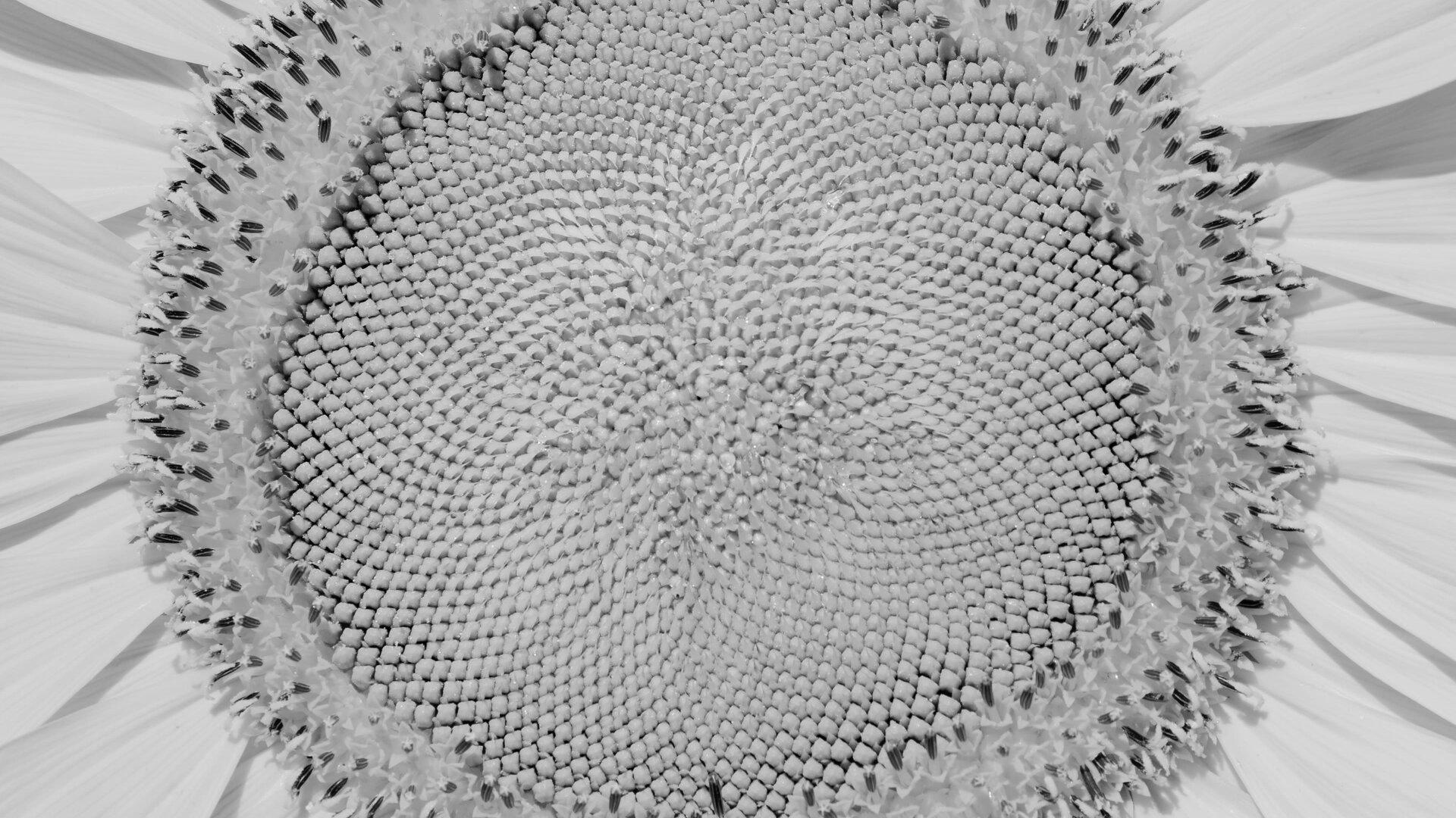 Sunflower seed pattern showing natural spiral workflow and systematic growth