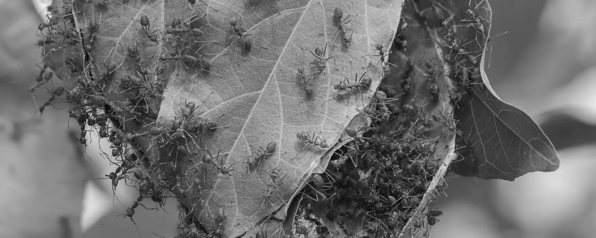 The Borg Collective - distributed AI consciousness